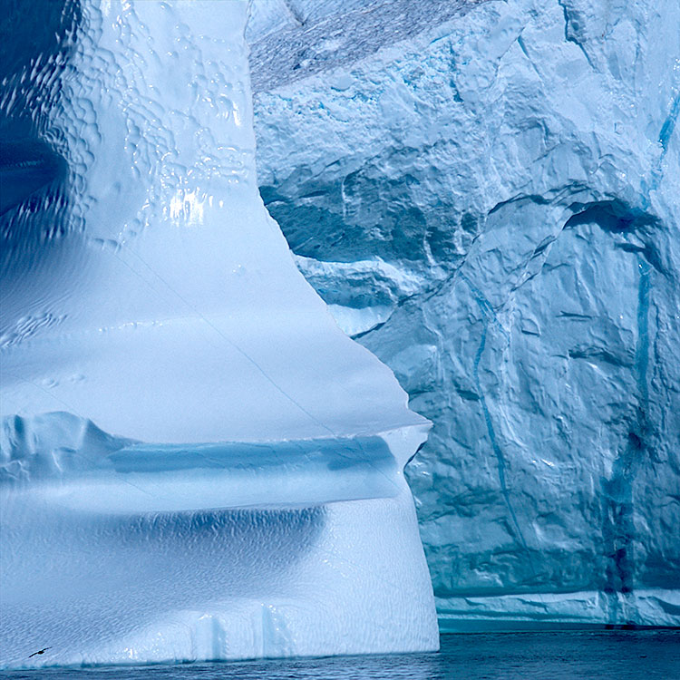 Iceberg and Fulmar