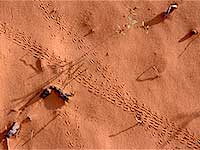 Tracks in the Sand, Coral Pink Sand Dunes