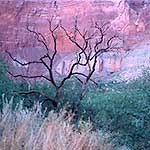 Dead Tree and Red Cliff, Grand Canyon