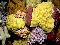 Fan Worms, Boring Sponge, and Mustard Hill Coral