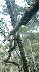 Detail of joints connecting branches